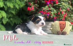 Yorkshire Terrier dogs for sale: Two Beautiful Biewer Terrier Girls! - Image 4