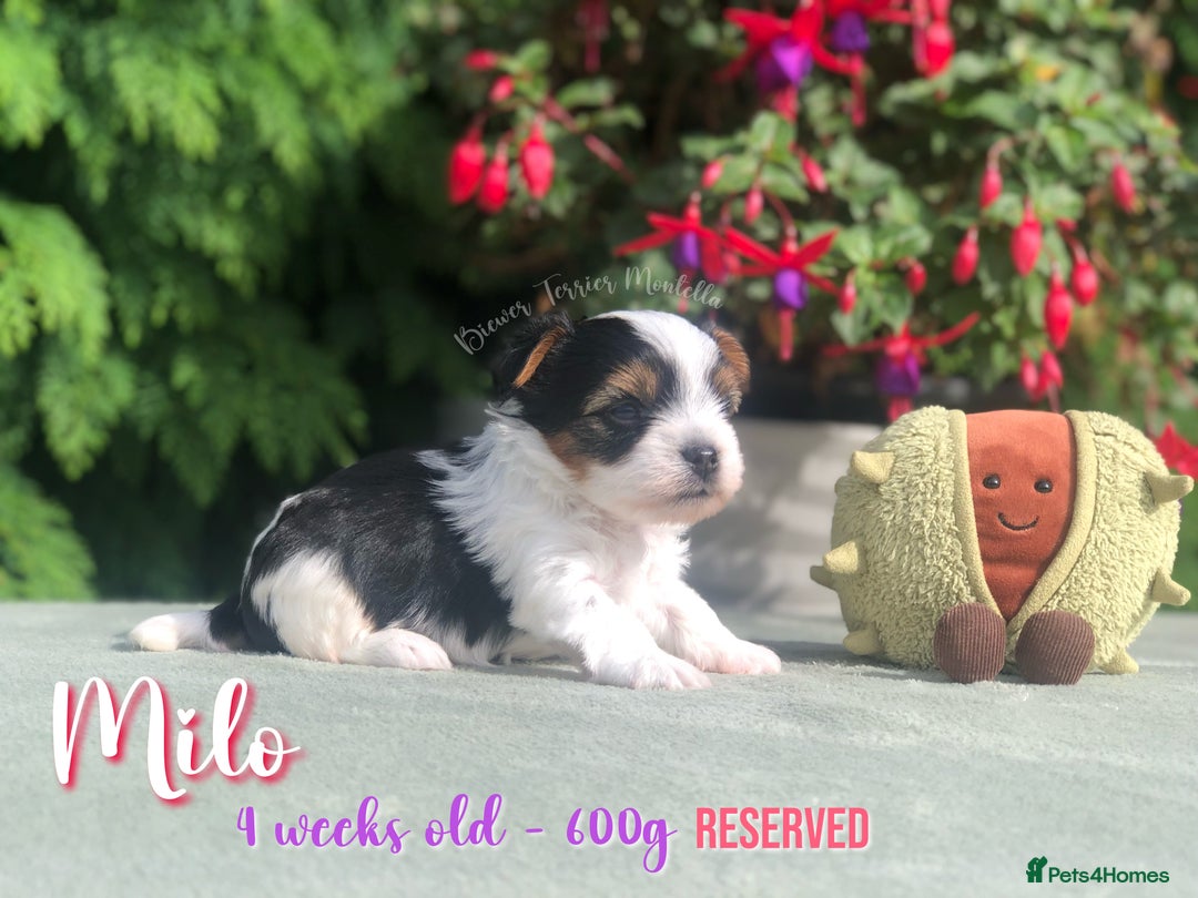 Yorkshire Terrier dogs for sale: Two Beautiful Biewer Terrier Girls! - Image 4