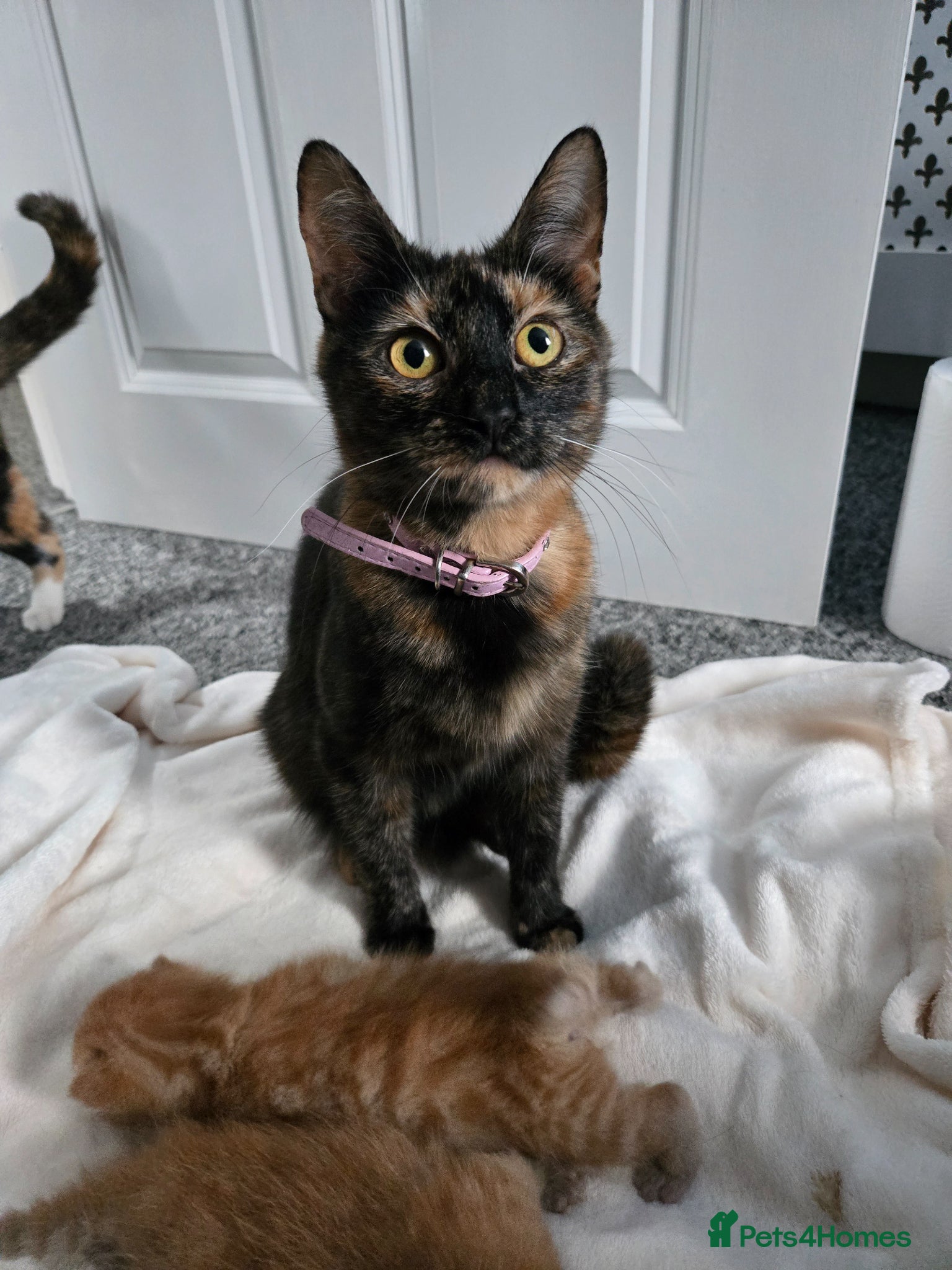 Mixed Breed cats Beautiful ginger kittens  - Advert 1