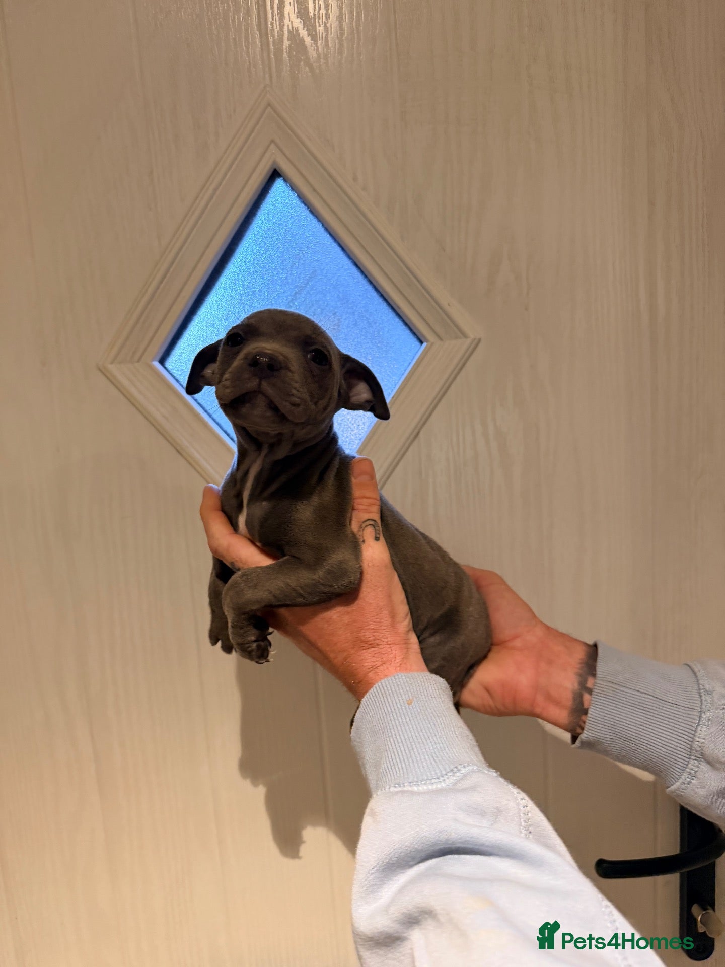 Staffordshire Bull Terrier dogs Stunning blue staff puppies - Advert 2