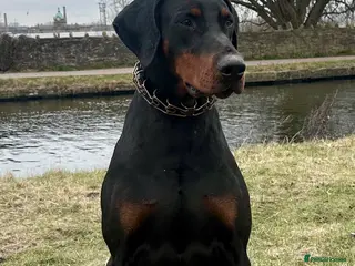 Dobermann dogs KC Health & Heart tested stud - Advert 1