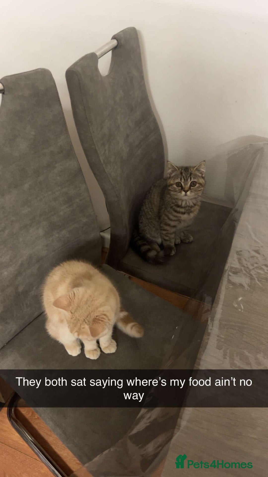 British Shorthair cats for sale: Luna & Leo  - Advert 14