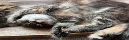 Maine Coon cats for sale: Beautiful Half Maine coon kittens  - Advert 3
