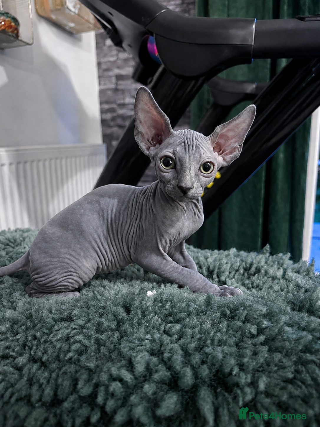 Sphynx cats 🐈‍⬛🐾 Sphynx elf's / Canadian kittens  - Advert 2
