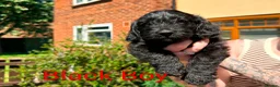 Mixed Breed dogs for sale: Corgipoo x Cockerpoo F2b - Advert 36