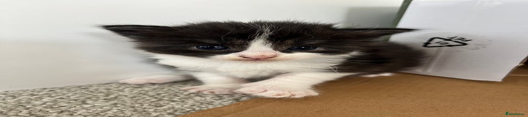 Ragcoon Kitten 6