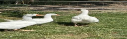 Geese poultry for sale: 3 gosling unsexed  - Advert 2