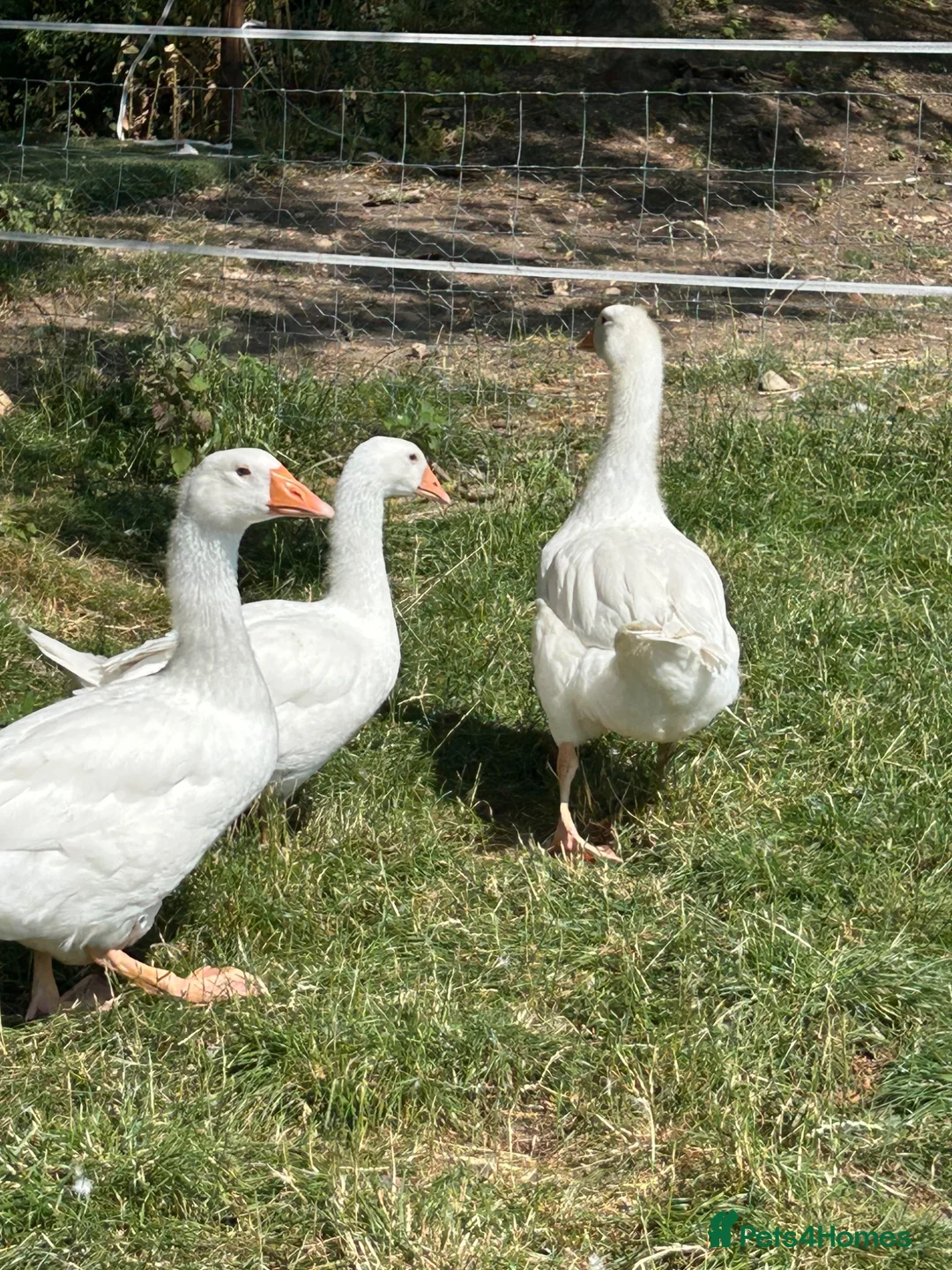 Geese poultry for sale: 3 gosling unsexed  - Advert 2