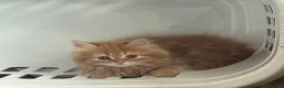 Persian cats for sale: Ginger girl - Advert 2