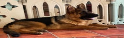German Shepherd dogs for sale: Outstanding specimen German Shepherd  - Advert 5