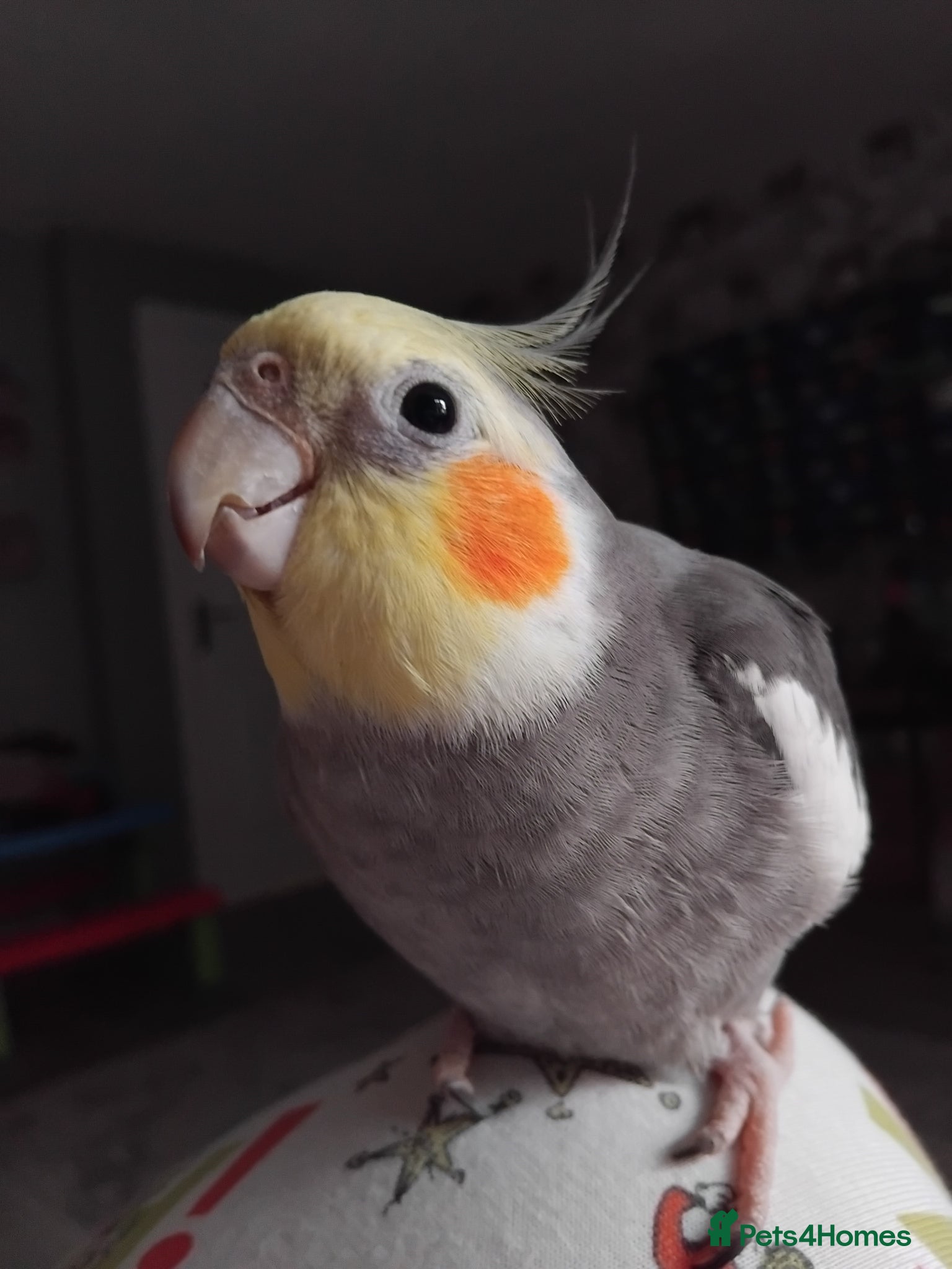 Cockatiels birds Male cocktail 3 years old - Advert 1