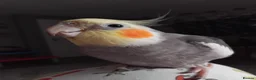 Cockatiels birds for sale: Male cocktail 3 years old in Redditch - Advert 1