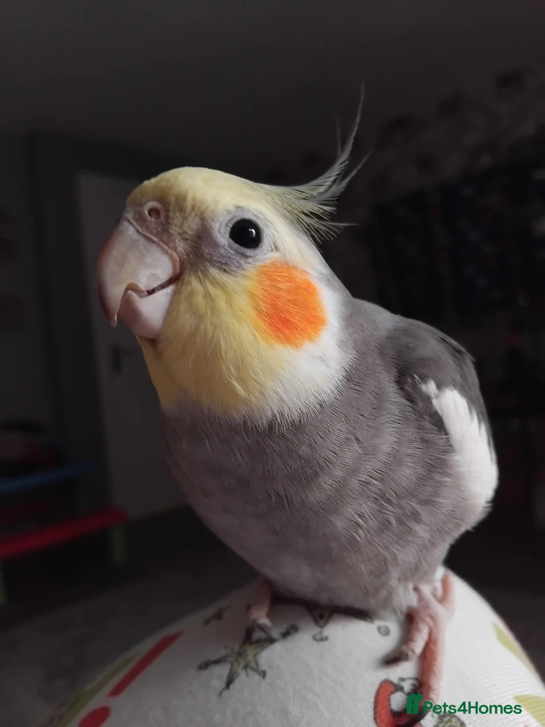 Cockatiels birds for sale: Male cocktail 3 years old in Redditch - Advert 1