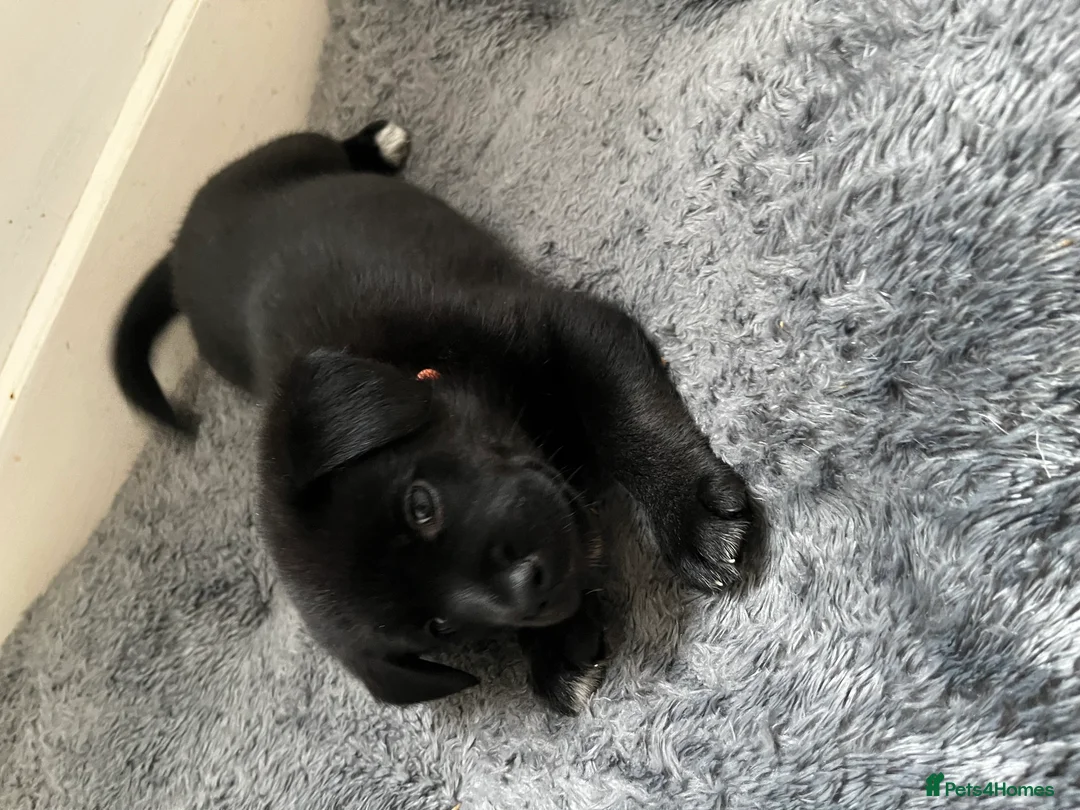 Mixed Breed dogs for sale: 1 beautiful female puppy left - Advert 2