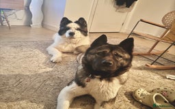 Akita dogs for sale: Quality Family Raised American Akita Puppies - Image 31