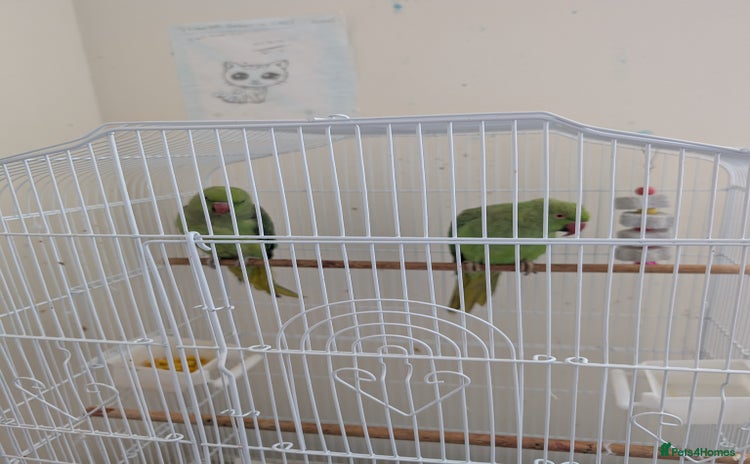 Ringnecks birds - Advert 4