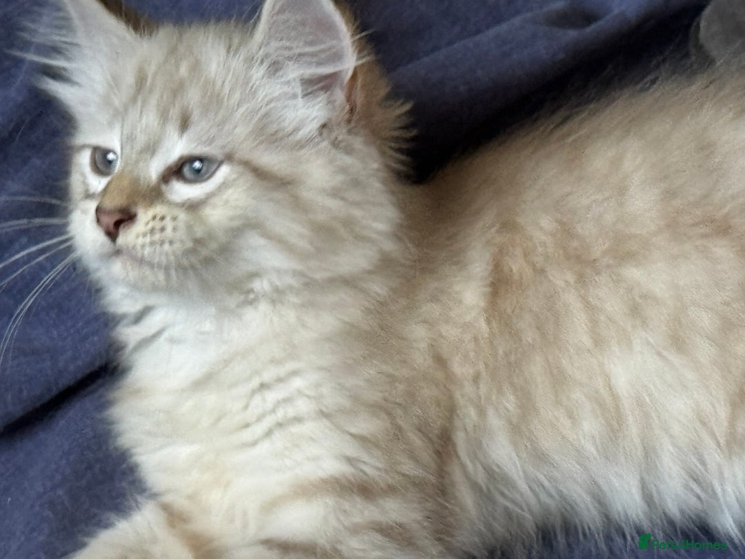 Siberian cats for sale: Four Siberian kittens - Image 2