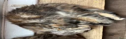 Maine Coon cats for sale: Beautiful Half Maine coon kittens  - Advert 8