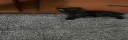Mixed Breed cats for sale: Mixed breed  - Advert 10