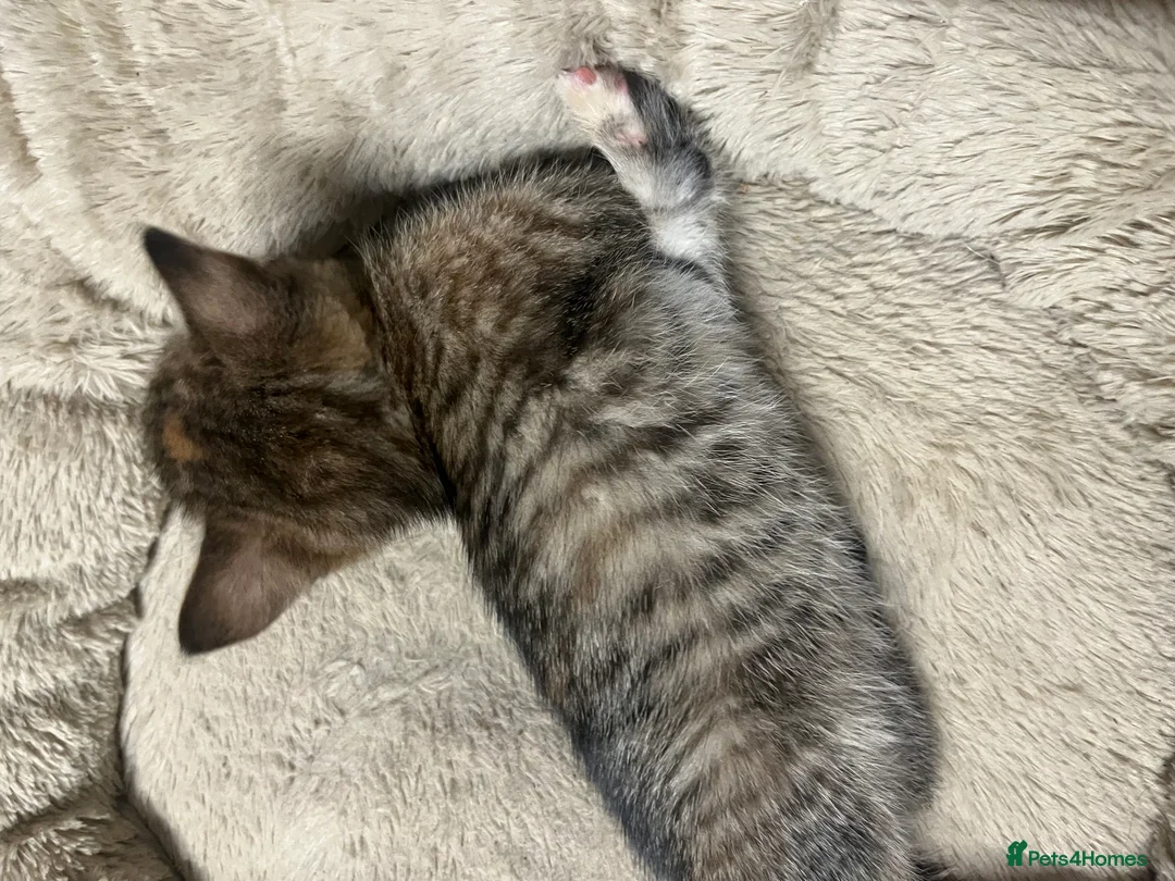 Mixed Breed cats for sale:  🐾 Stunning Mixed Tabby Kittens Available 🐾 - Advert 7
