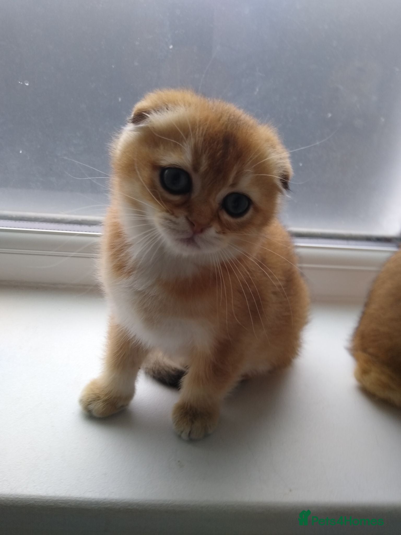 Scottish Fold cats 🐾 TICA Registered Scottish Fold Boy  🩵 - Advert 2