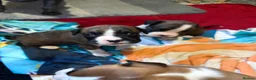 Boxer dogs for sale: 5 Boxer Puppies for Sale - Advert 4