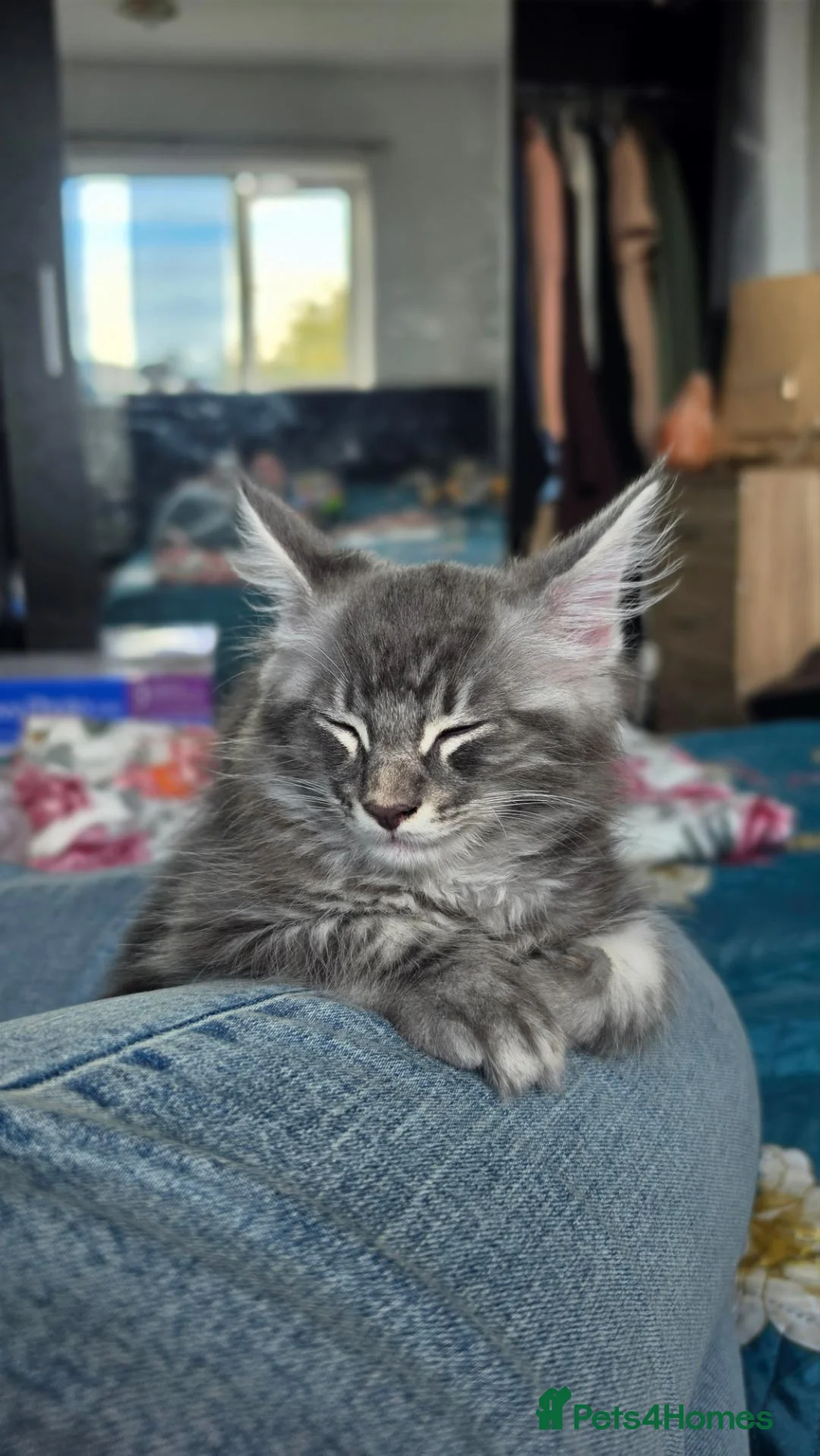 Maine Coon cats for sale: Beautiful Maine Coon boy  - Advert 2