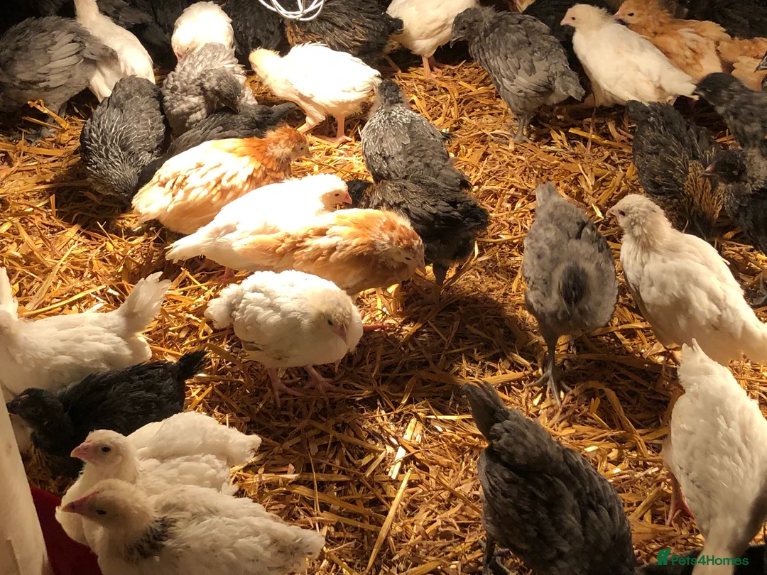 Chickens poultry for sale: Happy healthy pullets - Advert 1