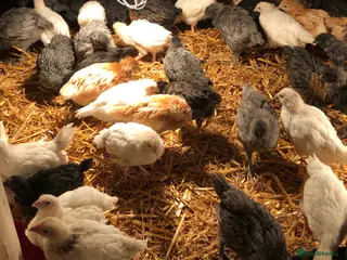 Chickens poultry Happy healthy pullets - Advert 4