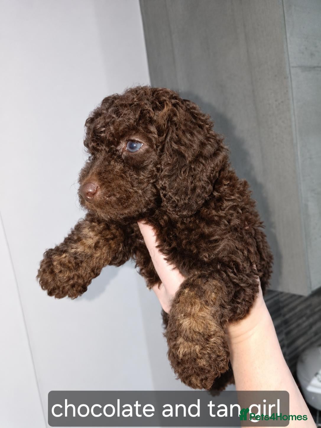 Cockapoo dogs for sale: Gorgeous merle and chocolate Cockapoos. - Advert 15