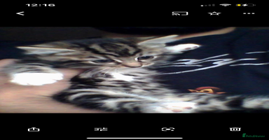 Mixed Breed cats - Advert 14