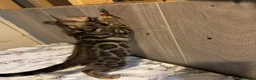 Bengal cats for sale: Pedigree Bengal Kittens  - Advert 18
