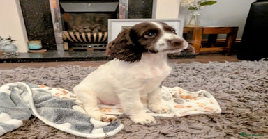 Cocker Spaniel dogs - Advert 9