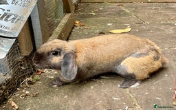 Mini Lop rabbits for sale: Mini Lop Buck - Image 6