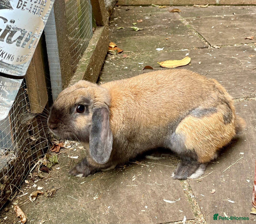 Mini Lop rabbits for sale: Mini Lop Buck - Image 6