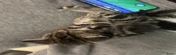 Mixed Breed cats for sale: Tabby Kitten - Advert 3