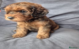 Cockapoo dogs for sale: F1b Cockapoo - ready this weekend - Image 32