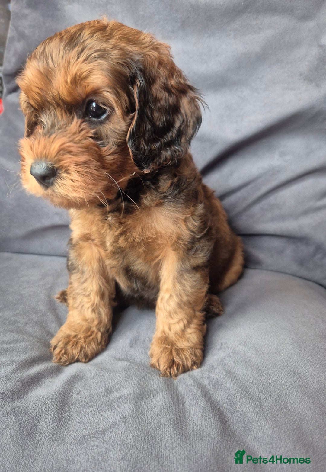 Cockapoo dogs for sale: F1b Cockapoo - ready this weekend - Image 32