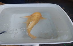Koi Carp fish for sale: Koi raffle  - Image 4
