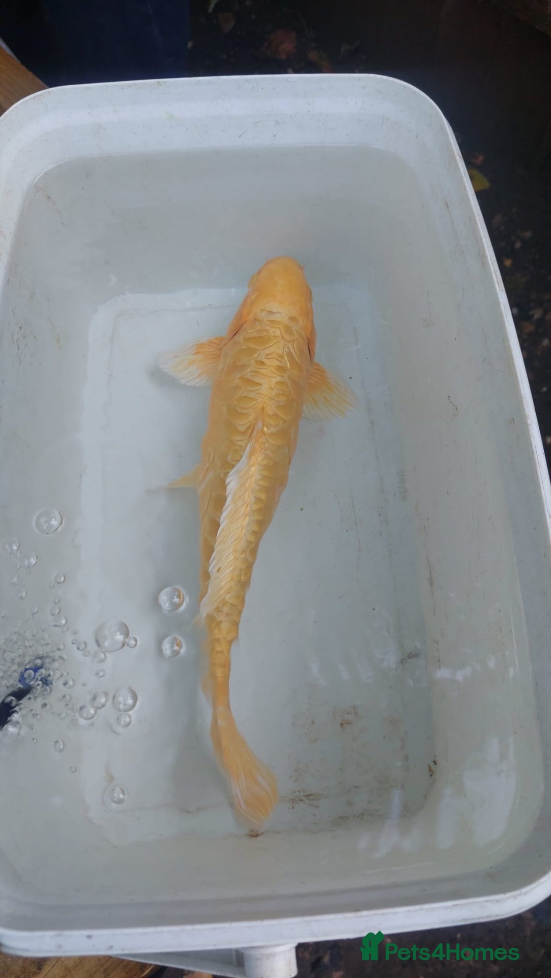 Koi Carp fish for sale: Koi raffle  - Image 4