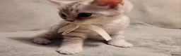British Shorthair cats for sale: Beautiful kittens – 2 Boys & 2 Girls Ready Now  - Advert 13