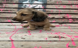 Miniature Dachshund dogs for sale: Stunning true to type KC Reg Miniature LH babies - Image 9