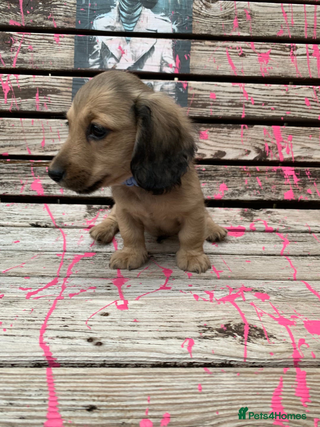 Miniature Dachshund dogs for sale: Stunning true to type KC Reg Miniature LH babies - Image 9