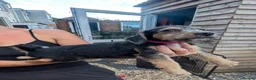 Mixed Breed dogs for sale: Bedllington/Lakeland  in Swansea - Advert 16