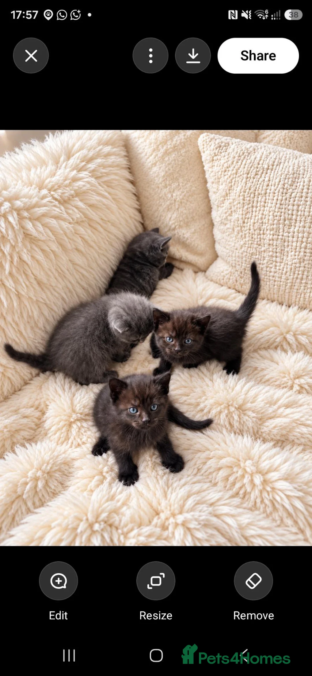 British Shorthair cats for sale: British short hair kitten one boy left - Advert 2