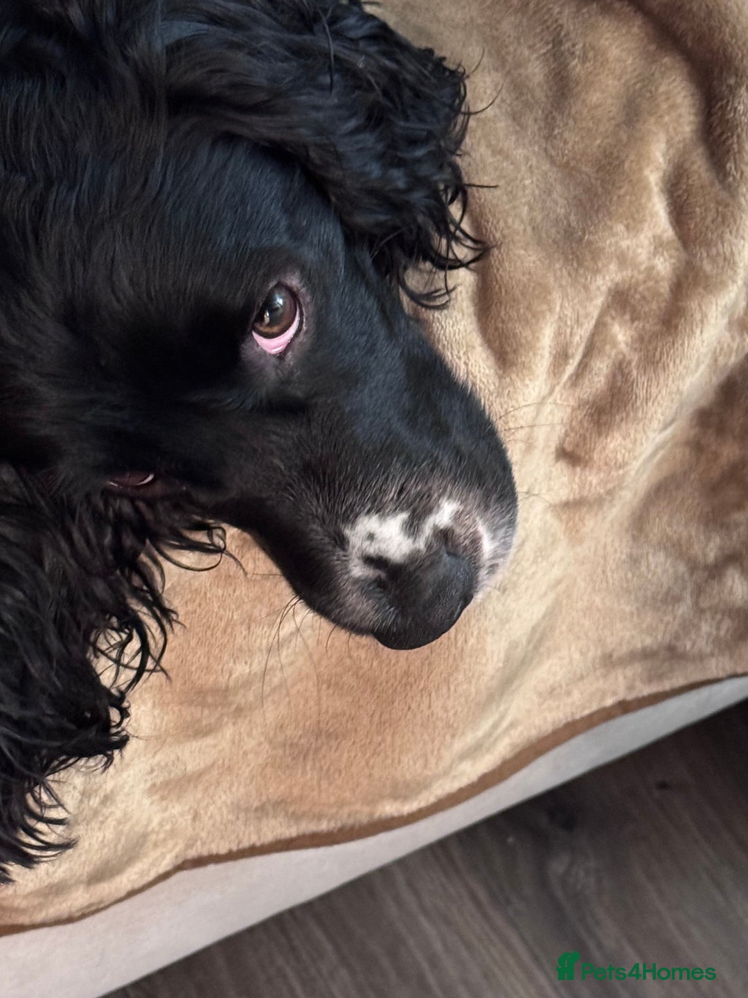 Cocker Spaniel dogs for sale: 1 year old male Cocker Spaniel.  - Image 2