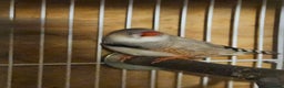 Finches birds for sale: Bengalese finches & Zebra Finches - Advert 5
