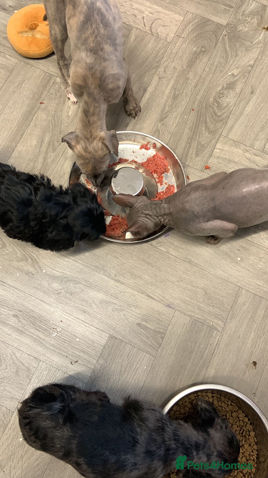 Doxiepoo dogs for sale: doxipoo puppies READY NOW - Image 18