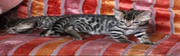 Bengal cats for sale: Outstanding Bengal kittens , European champion dad - Advert 4