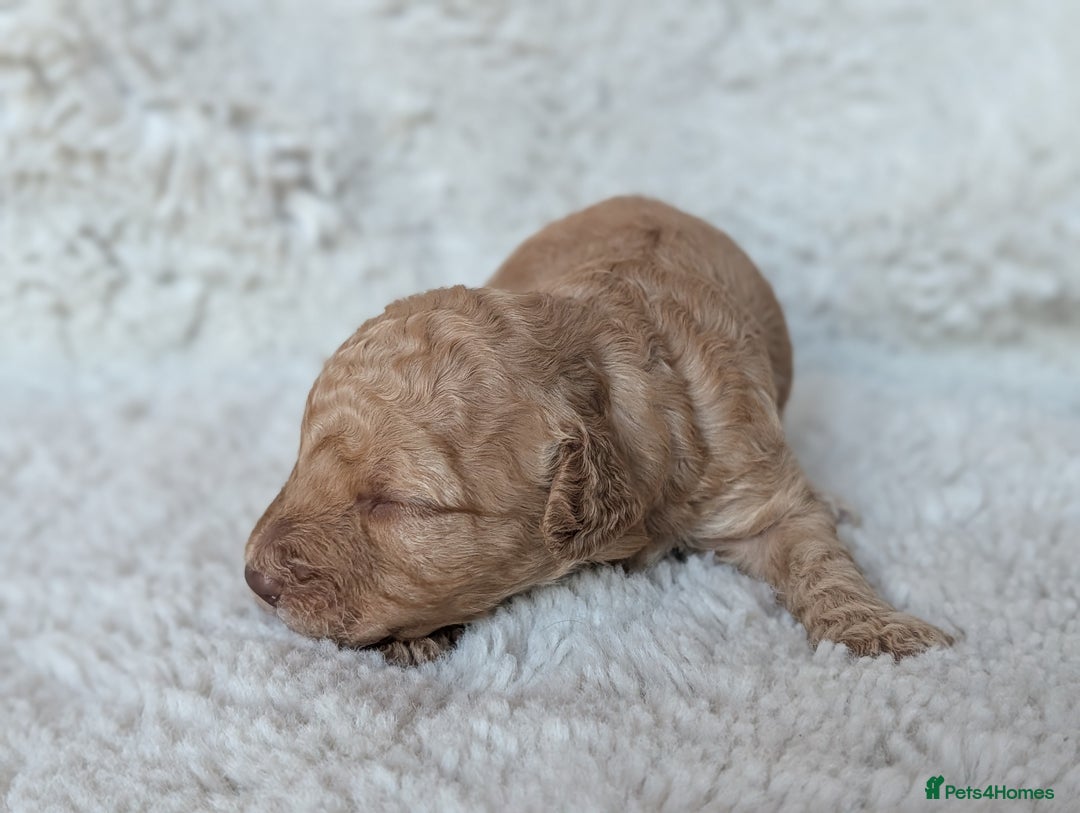 Cockapoo dogs for sale: PRA clear. Merle, Chocolate, Golden Cockapoo pups - Advert 7